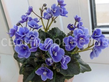 Фиалка Honey Blue Ice мини